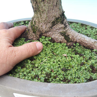 Venkovní bonsai - Acer ginala - Javor ohnivý - 2