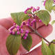 Venkovní bonsai - krásnoplodka Callicarpa - 2/2
