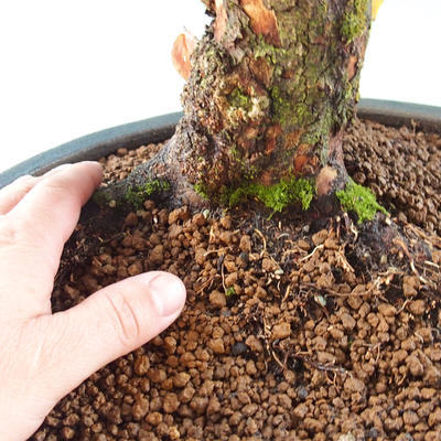 Venkovní bonsai - Dřín - Cornus mas - 2
