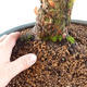 Venkovní bonsai - Dřín - Cornus mas - 2/2