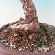 Venkovní bonsai - Pinus Sylvestris - Borovice lesní - 2/2