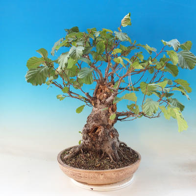 Venkovní bonsai - Olše lepkavá - Alnus glutinosa - 2