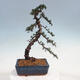 Venkovní bonsai - Cedrus Libani Brevifolia - Cedr zelený - 2/5