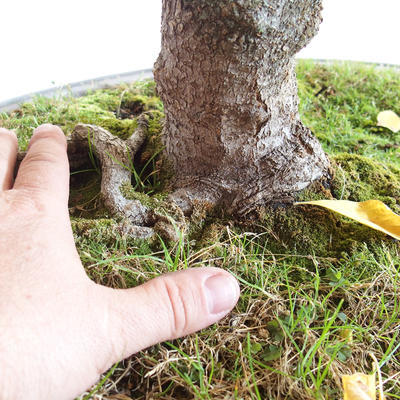 Venkovní bonsai - Javor jasanolistý - Acer negundo - 2