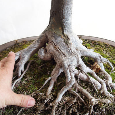 Venkovní bonsai - Javor klen - Acer platanoides - 2