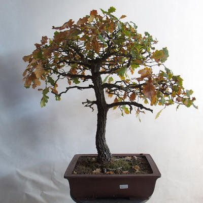 Venkovní bonsai Quercus - dub - 2