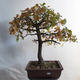 Venkovní bonsai Quercus - dub - 2/3