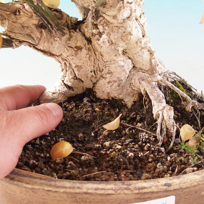 Venkovní bonsai- Brslen evropský - euonimus - 2