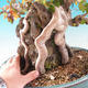 Venkovní bonsai -Carpinus CARPINOIDES - Habr korejský - 2/2