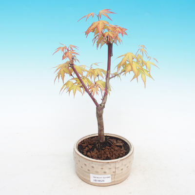 Venkovní bonsai-Acer Sango Koku- Javor dlanitolistý - 2