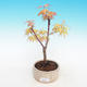 Venkovní bonsai-Acer Sango Koku- Javor dlanitolistý - 2/2