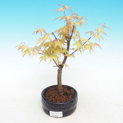 Venkovní bonsai-Acer Sango Koku- Javor dlanitolistý - 2