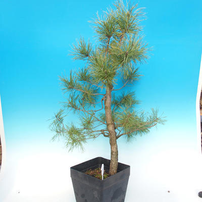 Yamadori - Borovice lesní - Pinus sylvestris - 2