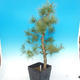 Yamadori - Borovice lesní - Pinus sylvestris - 2/4