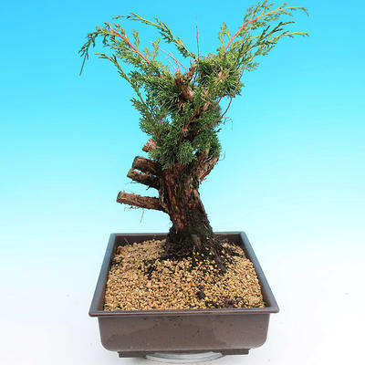 Yamadori Juniperus chinensis - jalovec - 2
