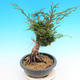 Yamadori Juniperus chinensis - jalovec - 2/5