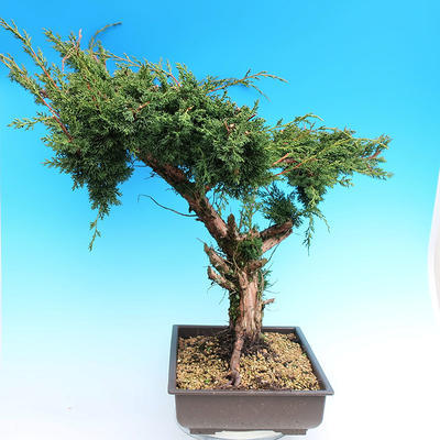 Yamadori Juniperus chinensis - jalovec - 2