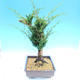 Yamadori Juniperus chinensis - jalovec - 2/6