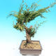 Yamadori Juniperus chinensis - jalovec - 2/6