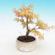 Venkovní bonsai-Acer Sango Koku- Javor dlanitolistý - 2/2
