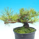 Pinus thunbergii - Borovice thunbergova - 2/5
