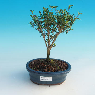 Pokojová bonsai - Serissa foetida Variegata - Strom tisíce hvězd - 2