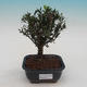 Pokojová bonsai - Buxus harlandii - 2/5