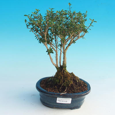Pokojová bonsai - Serissa foetida Variegata - Strom tisíce hvězd - 2