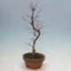 Venkovní bonsai - Javor palmatum DESHOJO - Javor dlanitolistý - 2/5