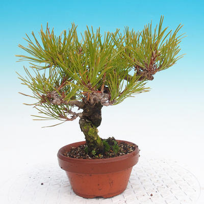 Pinus Densiflora - borovice červená - 2