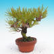 Pinus Densiflora - borovice červená - 2/5