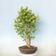 Venkovní bonsai - Jinan dvoulaločný - Ginkgo biloba - 2/3