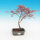 Venkovní bonsai - Acer palmatum Beni Tsucasa - Javor dlanitolistý - 2/3