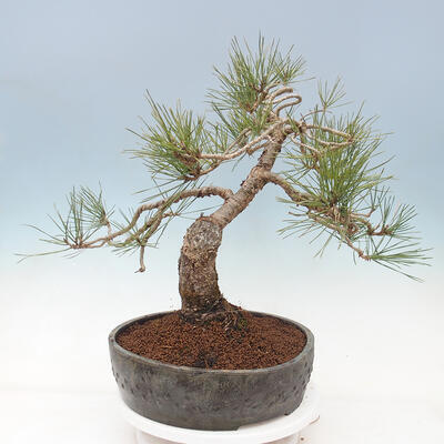 Venkovní bonsai - Pinus sylvestris Watereri  - Borovice lesní - 2