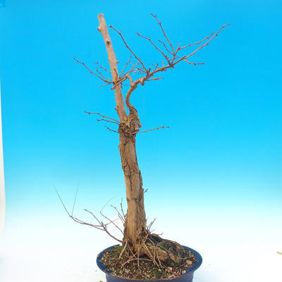 Venkovní bonsai -  Akát - Robinia pseudoacacia - 2