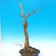 Venkovní bonsai -  Akát - Robinia pseudoacacia - 2/2