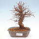 Keramická bonsai miska T0545 - 2/3