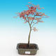 Venkovní bonsai - Acer palmatum Beni Tsucasa - Javor dlanitolistý - 2/3