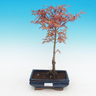 Venkovní bonsai - Acer palmatum Beni Tsucasa - Javor dlanitolistý - 2