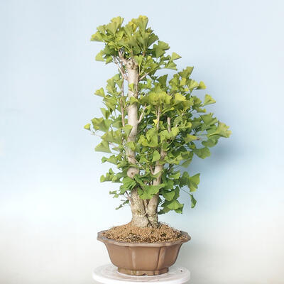 Venkovní bonsai - Jinan dvoulaločný - Ginkgo biloba - 2