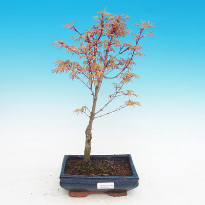 Venkovní bonsai - Acer palmatum Beni Tsucasa - Javor dlanitolistý - 2