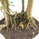 Pokojová bonsai - Duranta erecta Aurea - 2/3