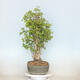 Venkovní bonsai - Jinan dvoulaločný - Ginkgo biloba - 2/4