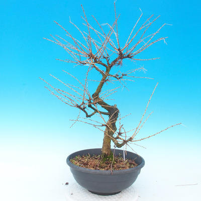 Venkovní bonsai -Modřín opadavý-Larix decidua - 2