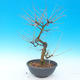 Venkovní bonsai -Modřín opadavý-Larix decidua - 2/4