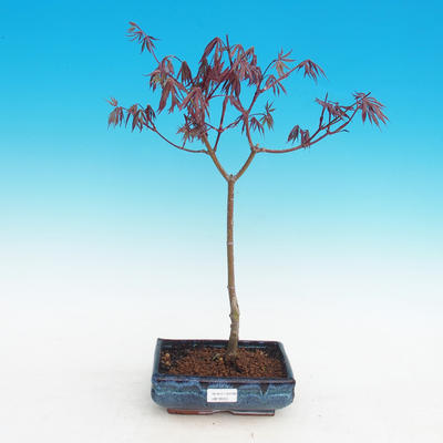 Venkovní bonsai-Acer palmatum Trompenburg-Javor červený - 2