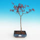 Venkovní bonsai-Acer palmatum Trompenburg-Javor červený - 2/2