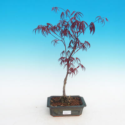 Venkovní bonsai-Acer palmatum Trompenburg-Javor červený - 2