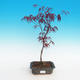 Venkovní bonsai-Acer palmatum Trompenburg-Javor červený - 2/2