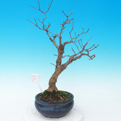 Venkovní bonsai - hortenzie - 2